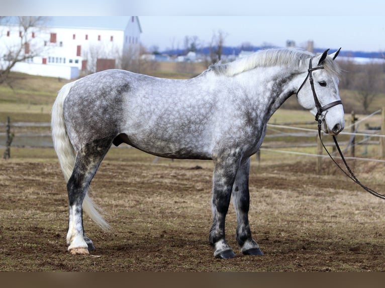 Percheron Mix Wallach 6 Jahre 173 cm Schimmel in Gap
