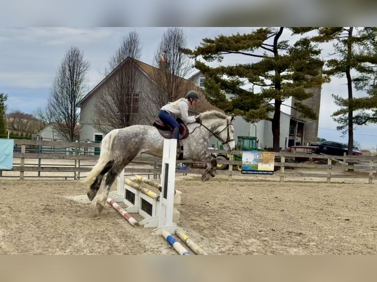 Percheron Mix Wallach 6 Jahre 173 cm Schimmel in Gap