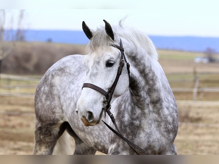 Percheron Mix Wallach 6 Jahre 173 cm Schimmel in Gap