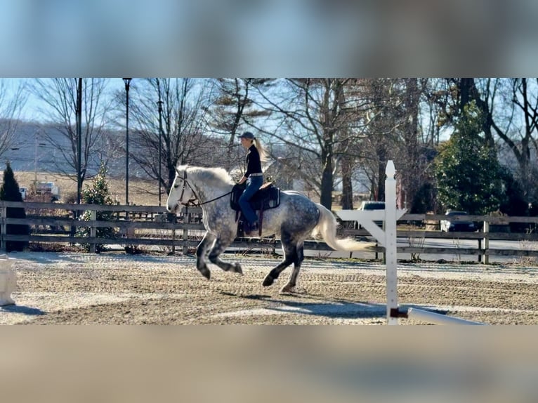 Percheron Mix Wallach 6 Jahre 173 cm Schimmel in Gap