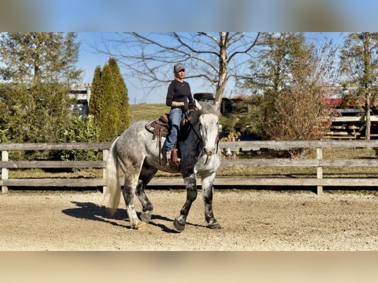 Percheron Mix Wallach 6 Jahre 173 cm Schimmel in Gap