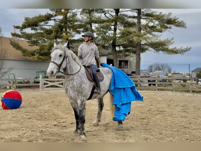 Percheron Mix Wallach 6 Jahre 173 cm Schimmel in Gap