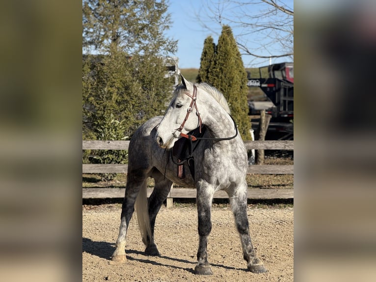 Percheron Mix Wallach 6 Jahre 173 cm Schimmel in Gap