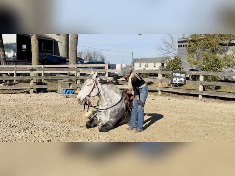 Percheron Mix Wallach 6 Jahre 173 cm Schimmel in Gap
