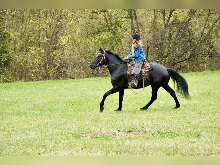 Percheron Mix Wallach 6 Jahre 175 cm Rappe in Tuscarora