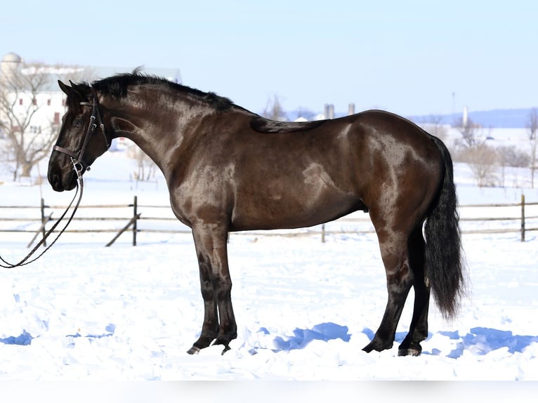 Percheron Mix Wallach 6 Jahre 175 cm Rappe in Gap