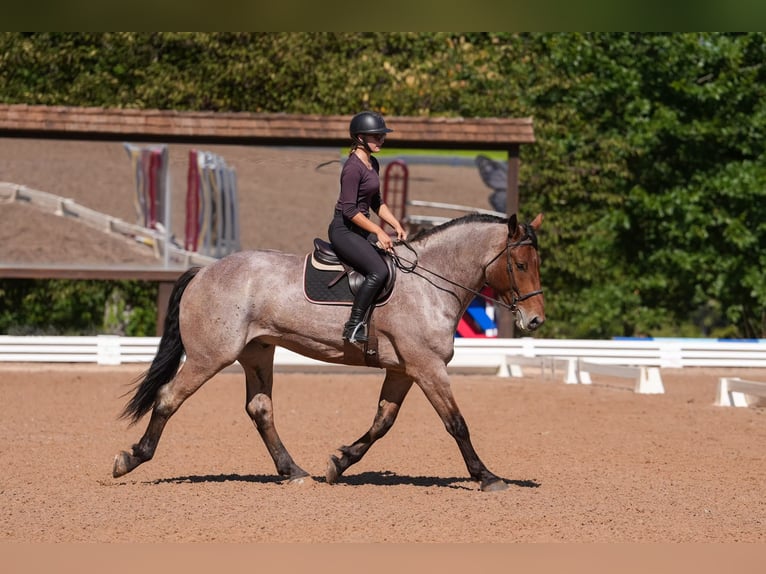 Percheron Mix Wallach 6 Jahre 175 cm Roan-Bay in Clover, SC