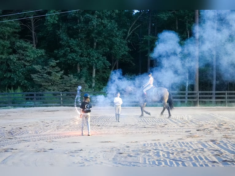 Percheron Mix Wallach 6 Jahre 175 cm Roan-Bay in Clover, SC