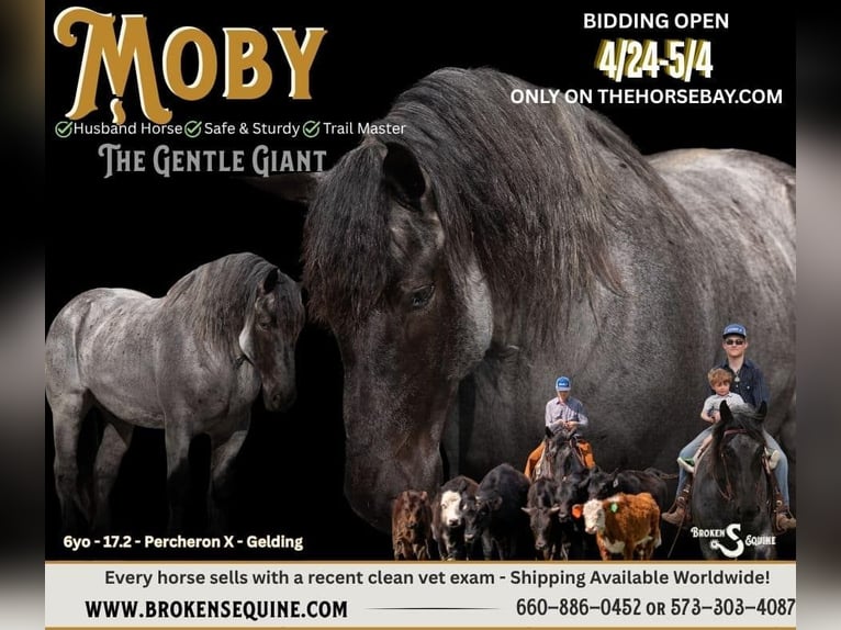 Percheron Mix Wallach 6 Jahre 178 cm Roan-Blue in Bogard, MO