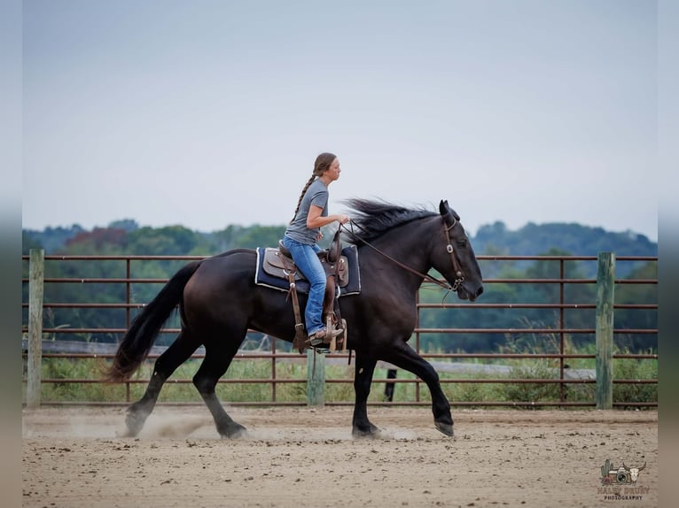Percheron Wallach 6 Jahre Rappe in Auburn