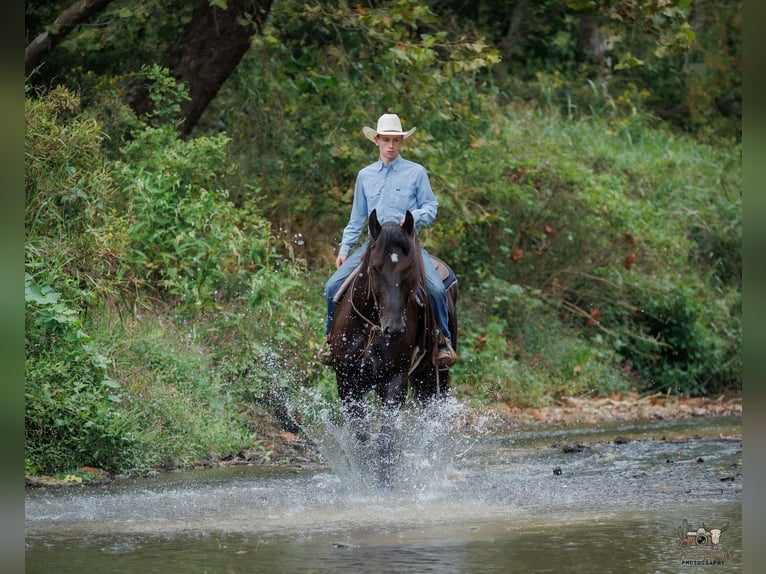 Percheron Wallach 6 Jahre Rappe in Auburn