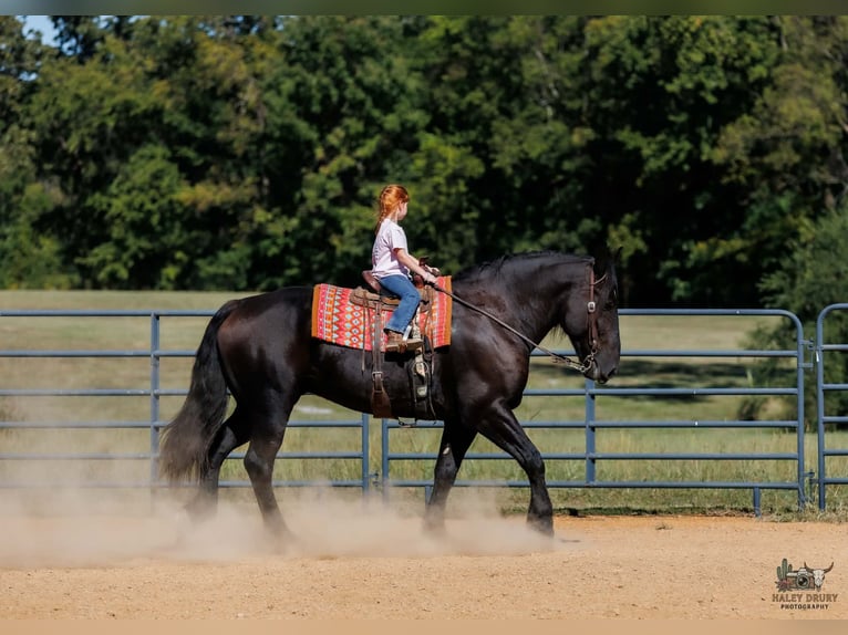 Percheron Wallach 6 Jahre Rappe in Auburn