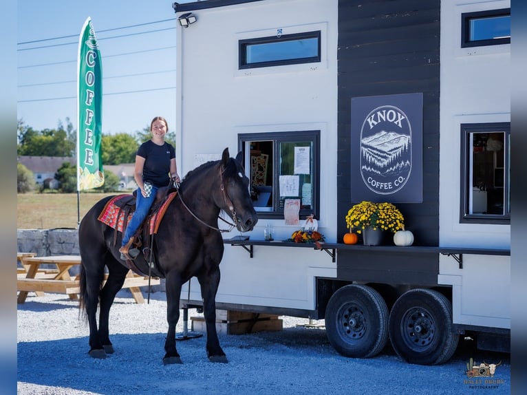 Percheron Wallach 6 Jahre Rappe in Auburn