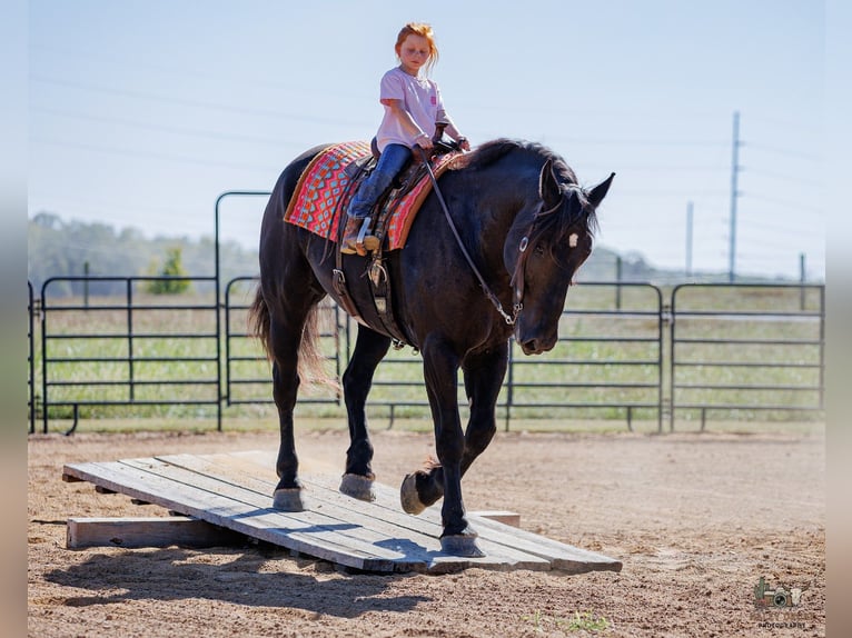 Percheron Wallach 6 Jahre Rappe in Auburn