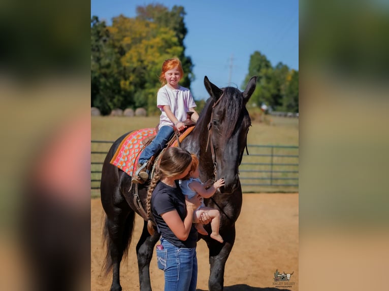 Percheron Wallach 6 Jahre Rappe in Auburn