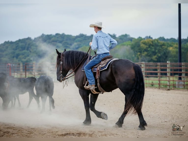 Percheron Wallach 6 Jahre Rappe in Auburn