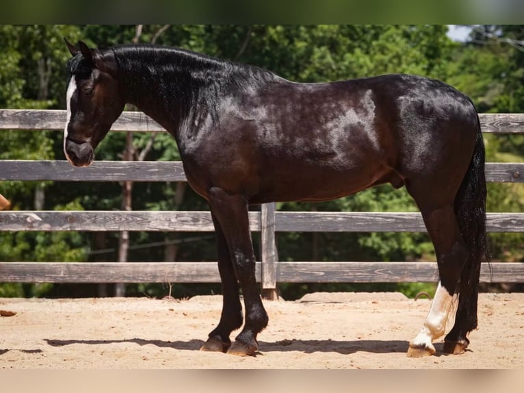 Percheron Mix Wallach 6 Jahre Rappe in Clover