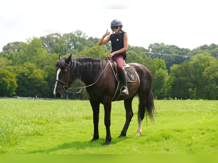 Percheron Mix Wallach 6 Jahre Rappe in Clover