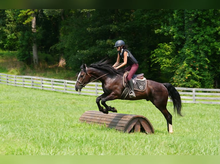 Percheron Mix Wallach 6 Jahre Rappe in Clover