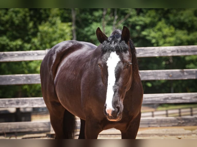 Percheron Mix Wallach 6 Jahre Rappe in Clover