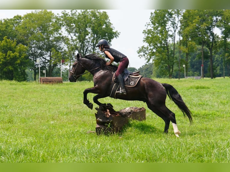 Percheron Mix Wallach 6 Jahre Rappe in Clover