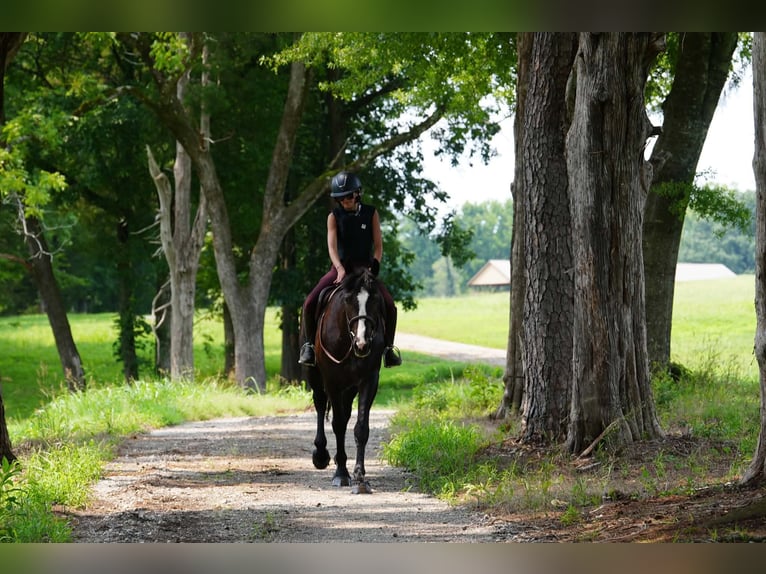 Percheron Mix Wallach 6 Jahre Rappe in Clover