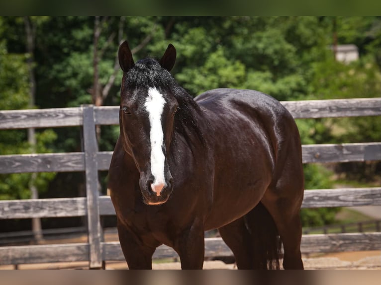 Percheron Mix Wallach 6 Jahre Rappe in Clover