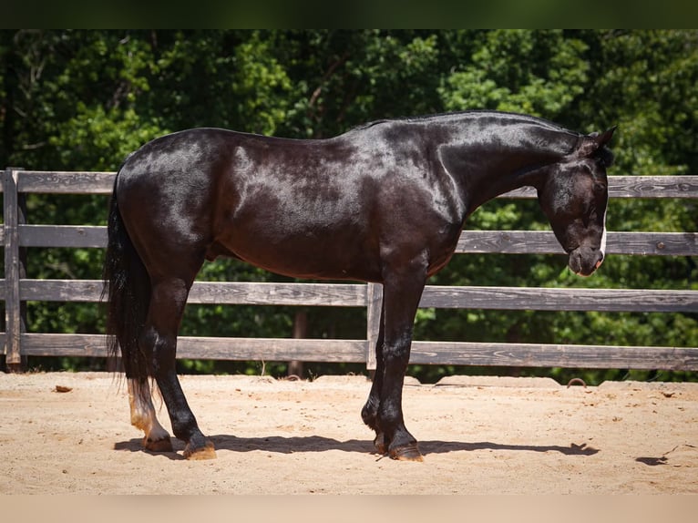 Percheron Mix Wallach 6 Jahre Rappe in Clover