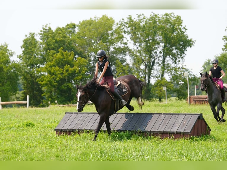 Percheron Mix Wallach 6 Jahre Rappe in Clover