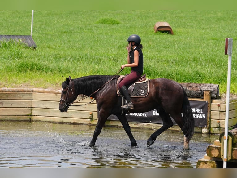 Percheron Mix Wallach 6 Jahre Rappe in Clover