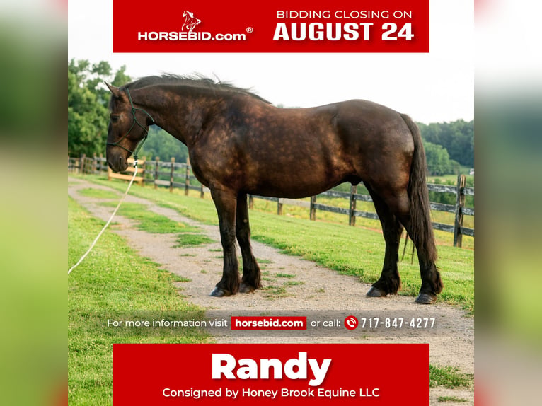 Percheron Mix Wallach 6 Jahre Rappe in Honey Brook