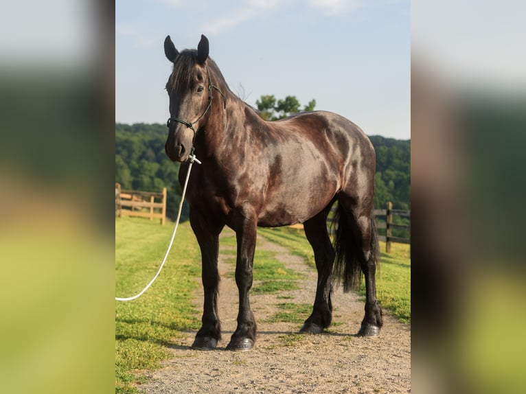 Percheron Mix Wallach 6 Jahre Rappe in Honey Brook