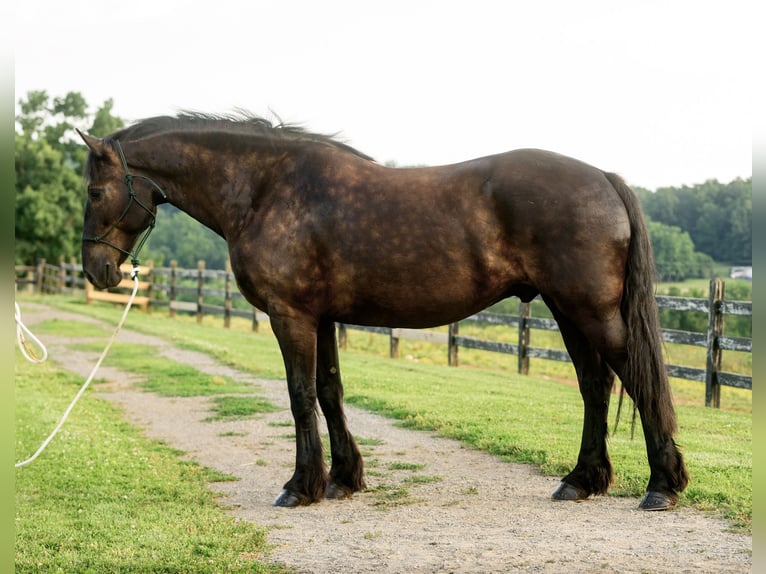 Percheron Mix Wallach 6 Jahre Rappe in Honey Brook