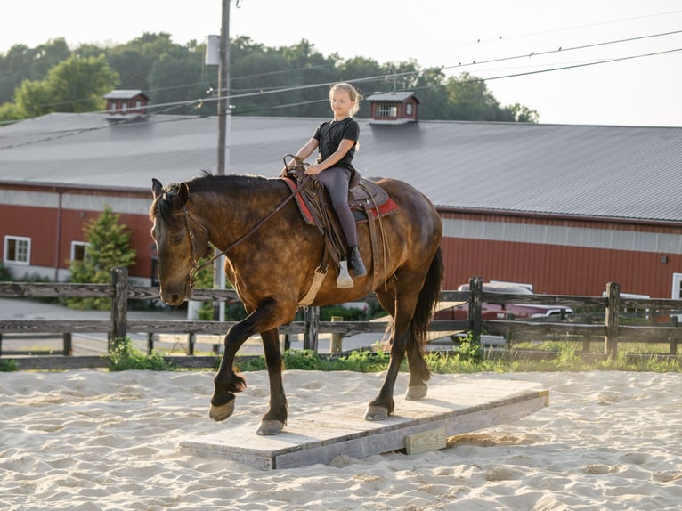 Percheron Mix Wallach 6 Jahre Rappe in Honey Brook
