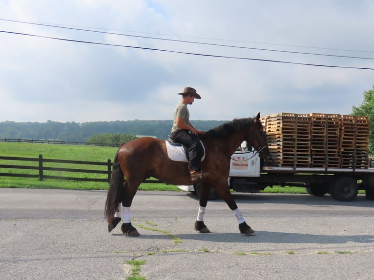 Percheron Mix Wallach 6 Jahre Rappe in Honey Brook