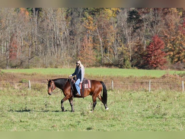 Percheron Mix Wallach 6 Jahre Rotbrauner in Beaver Springs