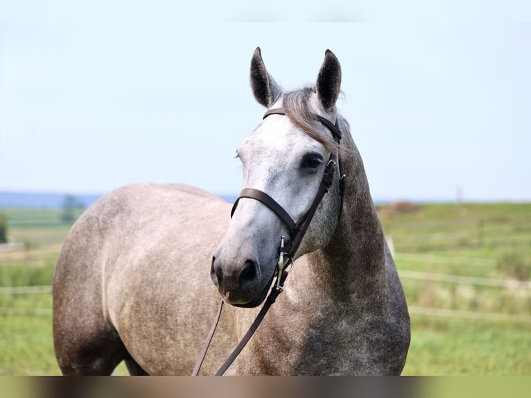 Percheron Wallach 6 Jahre Schimmel in Gap