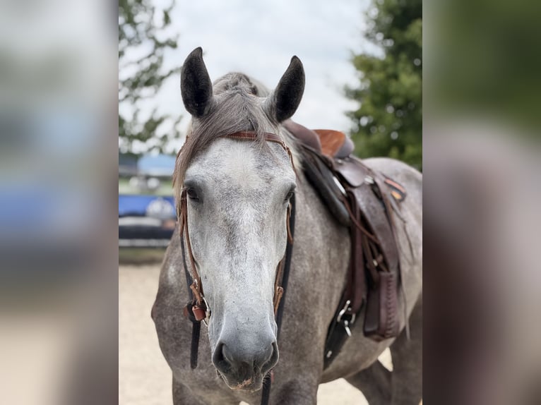 Percheron Wallach 6 Jahre Schimmel in Gap