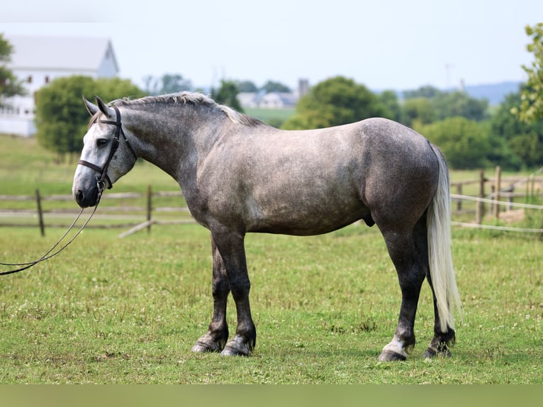Percheron Wallach 6 Jahre Schimmel in Gap