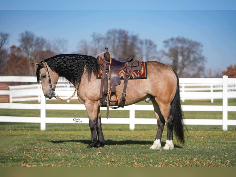 Percheron Mix Wallach 7 Jahre 160 cm Buckskin in Independence
