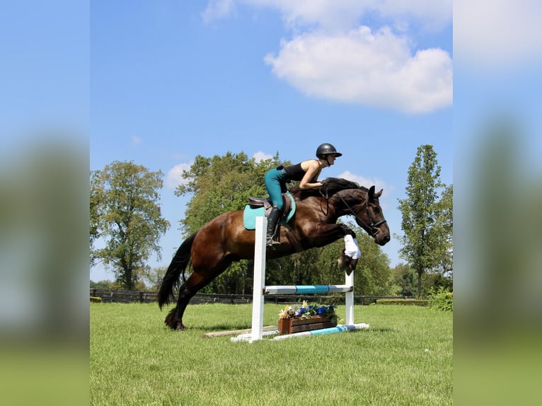 Percheron Wallach 7 Jahre 163 cm Rappe in Highland MI