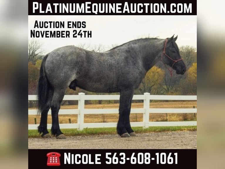 Percheron Wallach 7 Jahre 163 cm Roan-Blue in Bloomfield IA