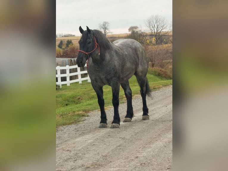 Percheron Wallach 7 Jahre 163 cm Roan-Blue in Bloomfield IA
