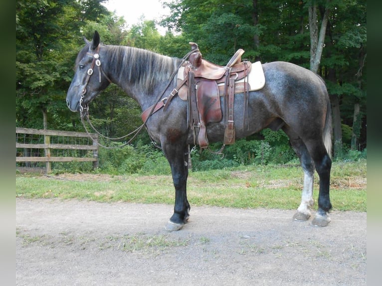 Percheron Mix Wallach 7 Jahre 163 cm Schimmel in Jackson