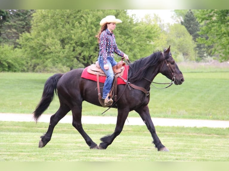 Percheron Wallach 7 Jahre 165 cm Rappe in Howell MI