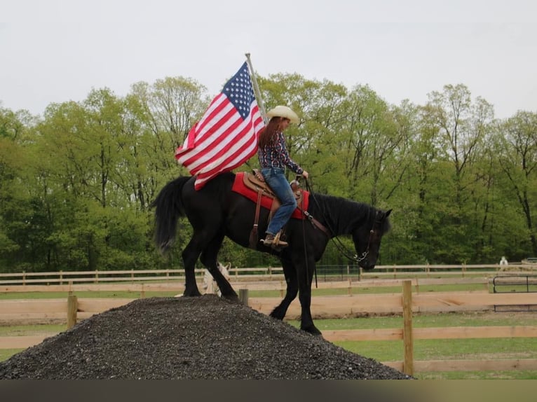 Percheron Wallach 7 Jahre 165 cm Rappe in Howell MI