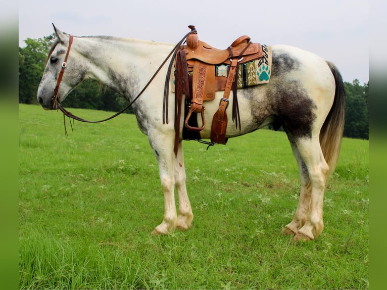 Percheron Wallach 7 Jahre 165 cm Schimmel in Rusk tx