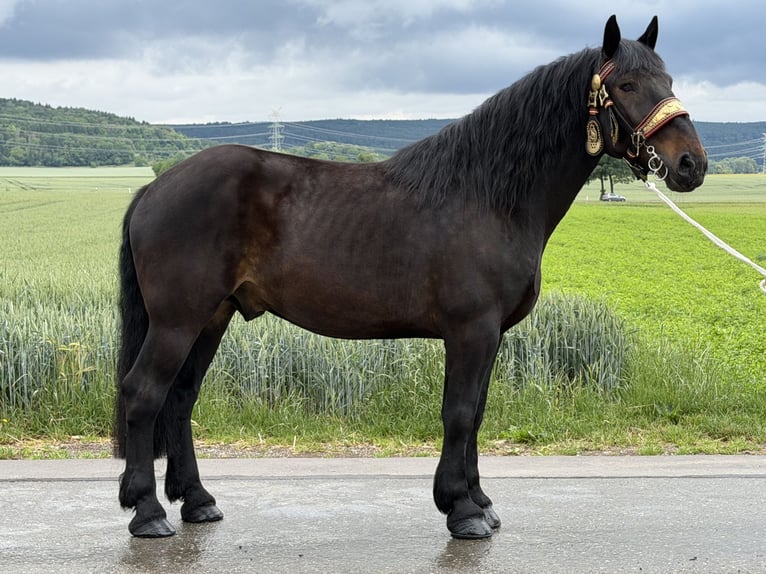 Percheron Mix Wallach 7 Jahre 173 cm Dunkelbrauner in Riedlingen