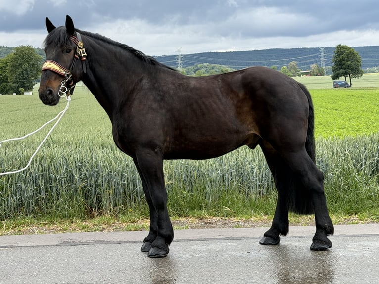 Percheron Mix Wallach 7 Jahre 173 cm Dunkelbrauner in Riedlingen
