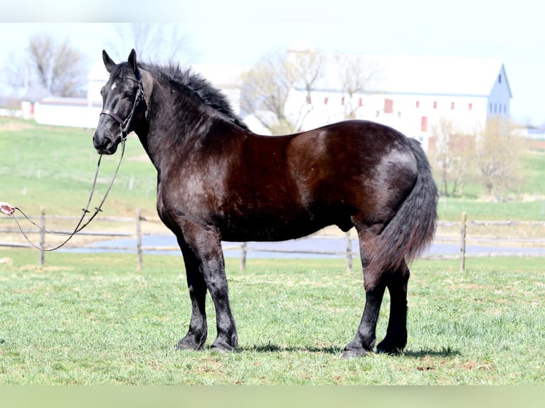 Percheron Wallach 7 Jahre 173 cm Rappe in Gap, PA